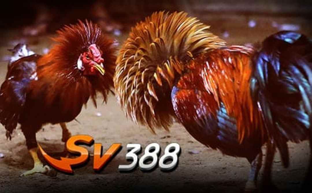 SV388 đá gà có mị lực hấp dẫn gamer lớn